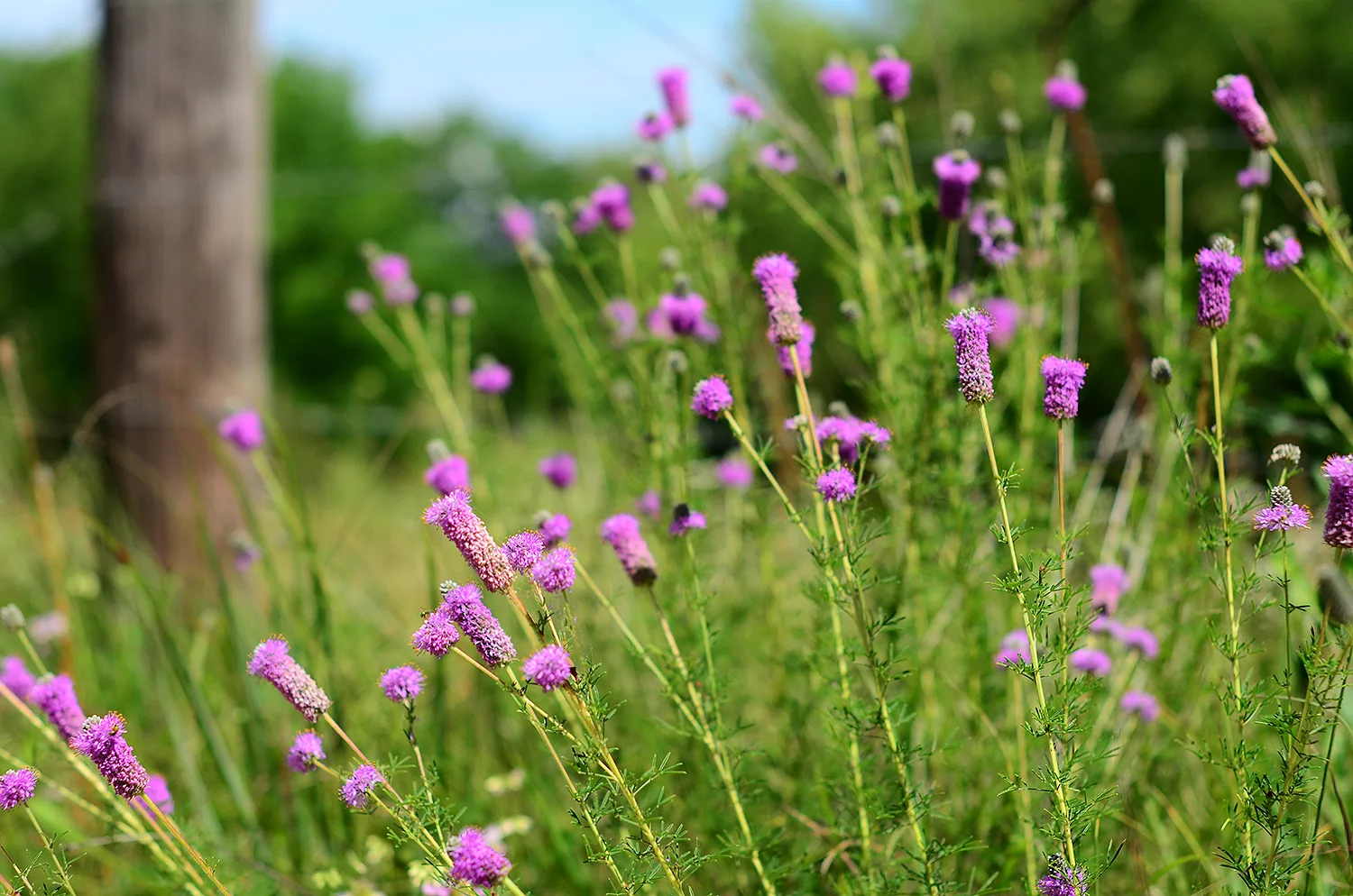 Prairie Clover, Purple - Image 6