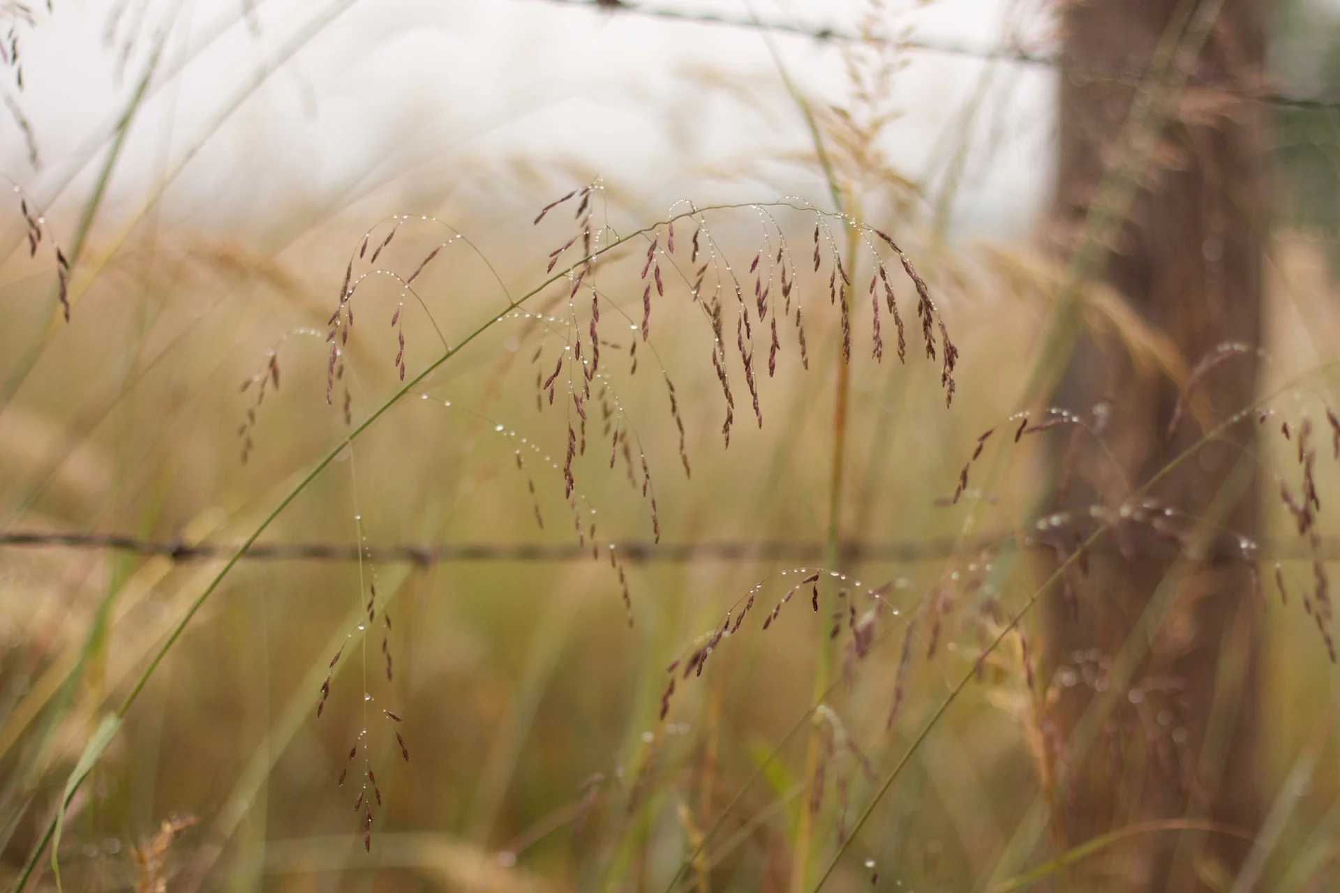 Purple Top (Tridens flavus), native grass, Hamilton Native Outpost