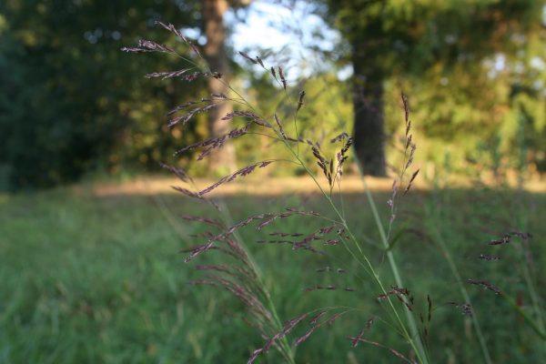 Purple Top (Tridens flavus), native grass, Hamilton Native Outpost