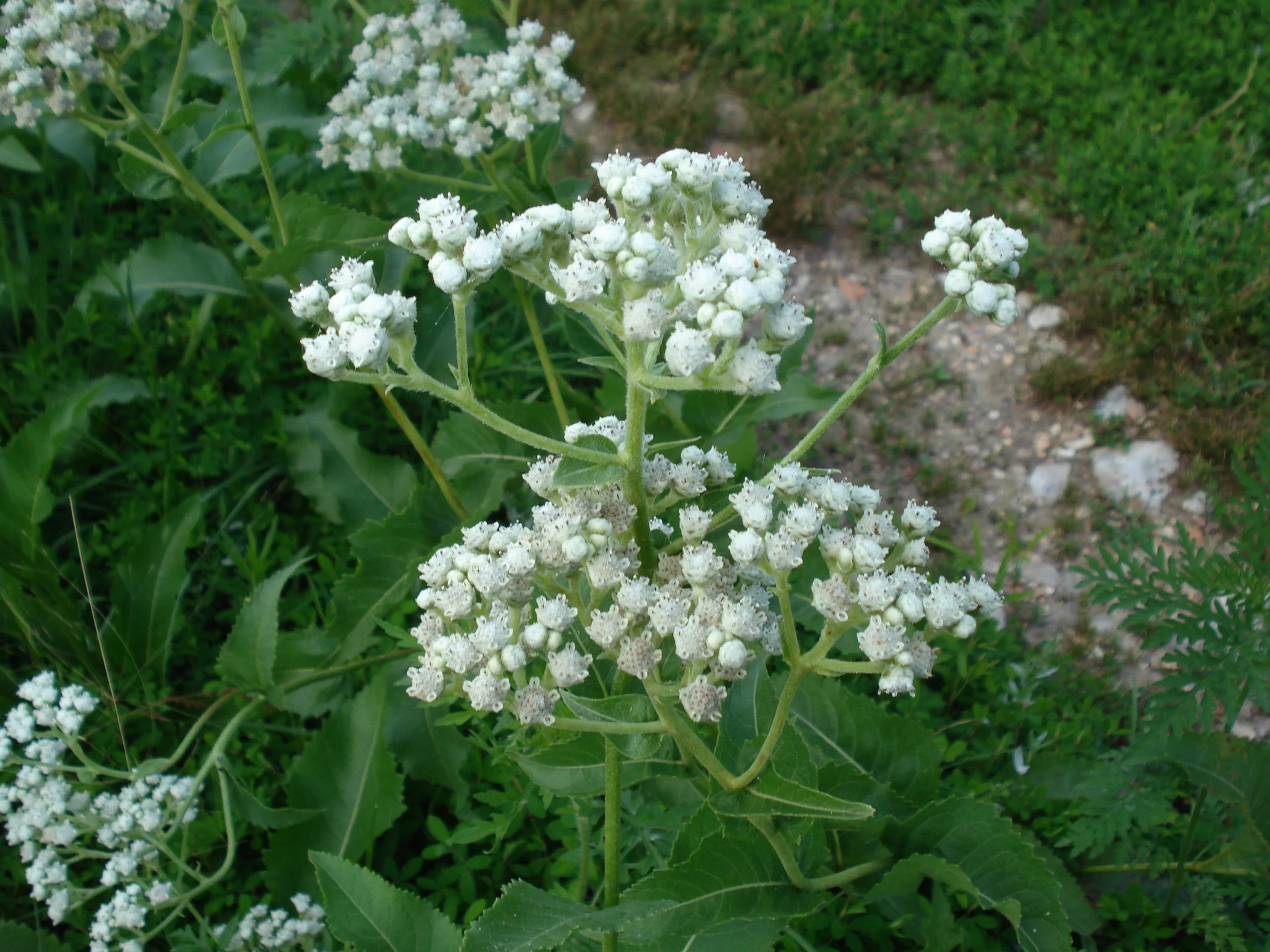 Wild Quinine (Parthenium integrifolium), wildflower, hamilton native outpost