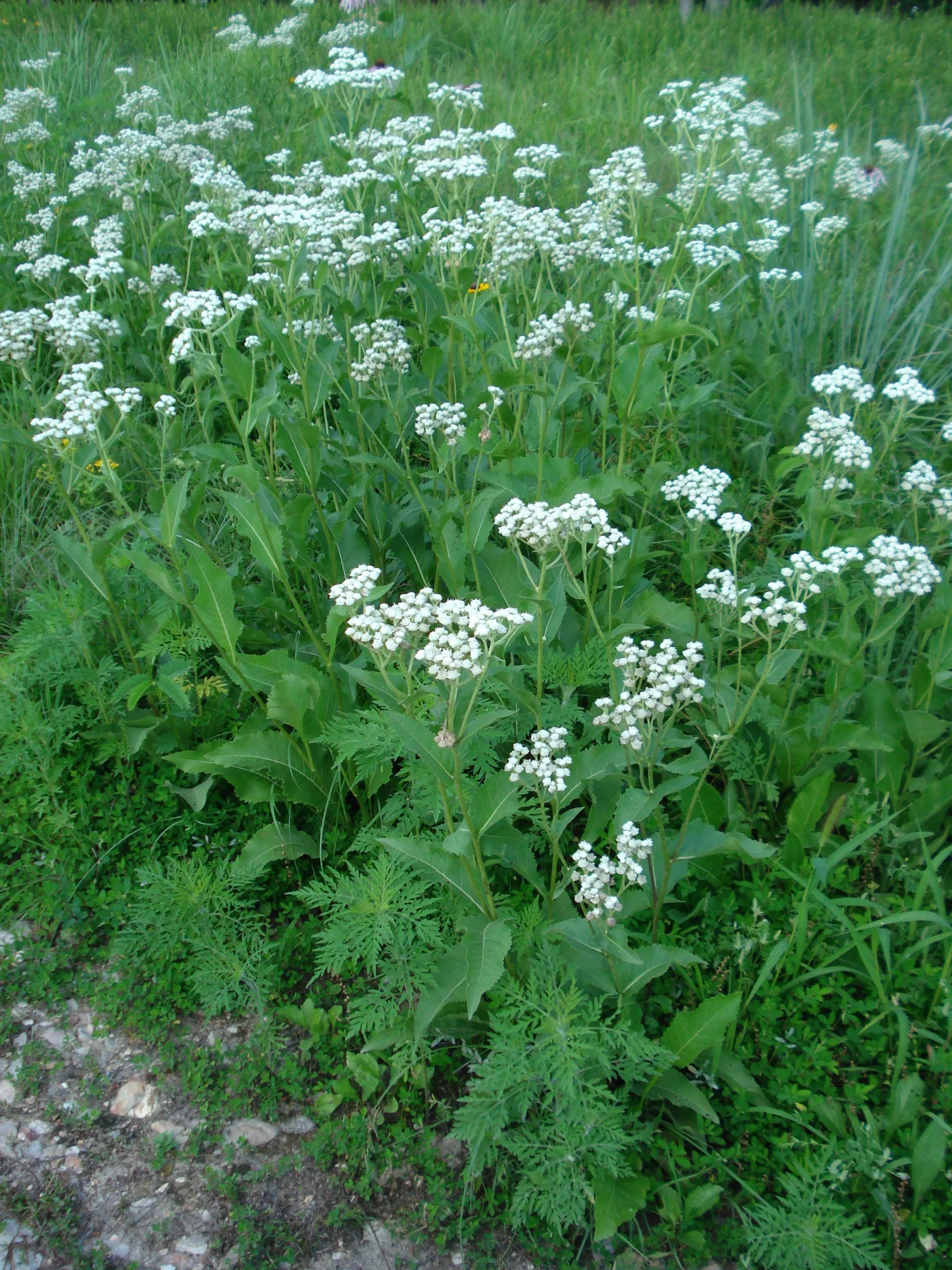Wild Quinine (Parthenium integrifolium), wildflower, hamilton native outpost