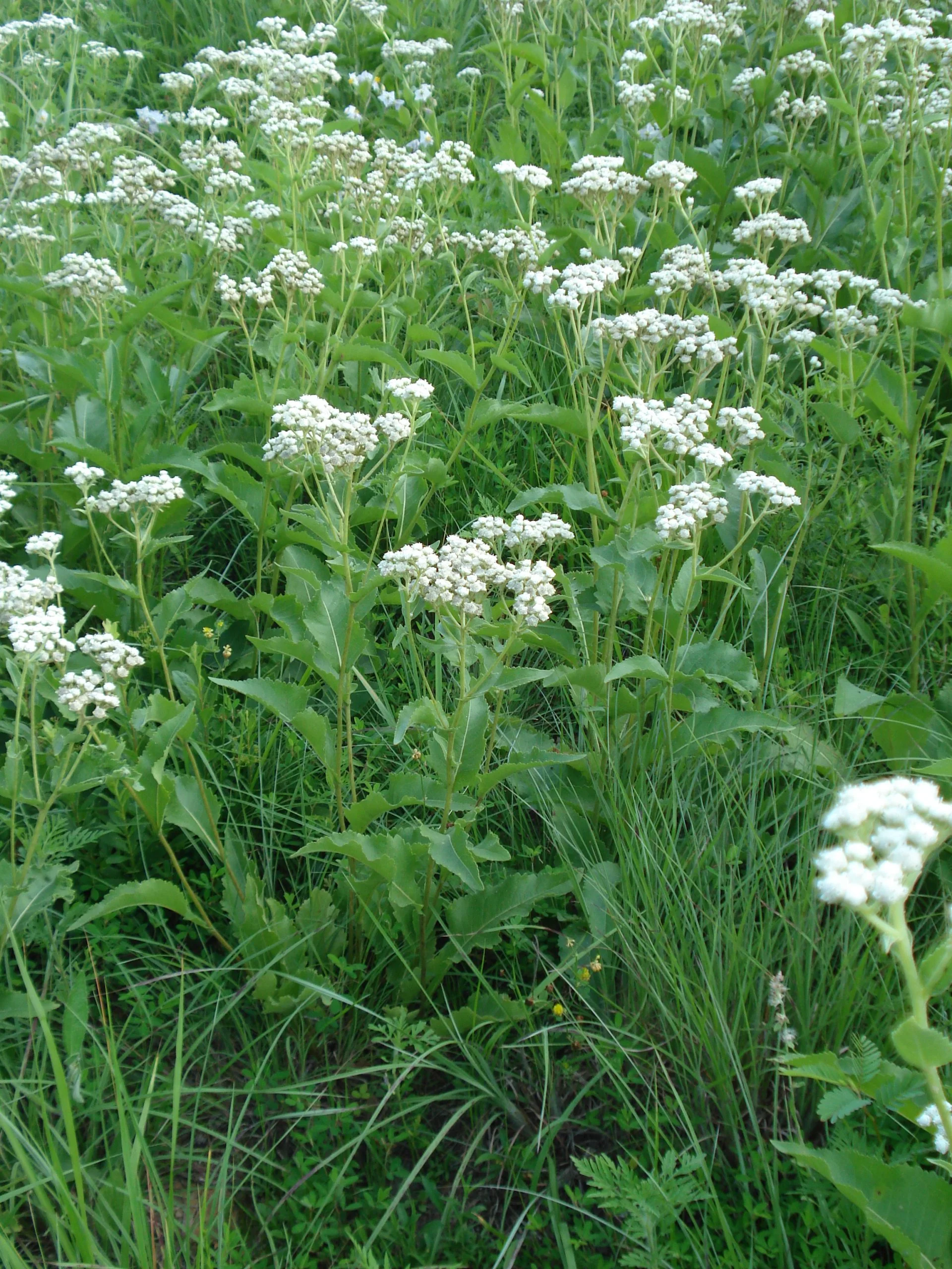 Wild Quinine (Parthenium integrifolium), wildflower, hamilton native outpost