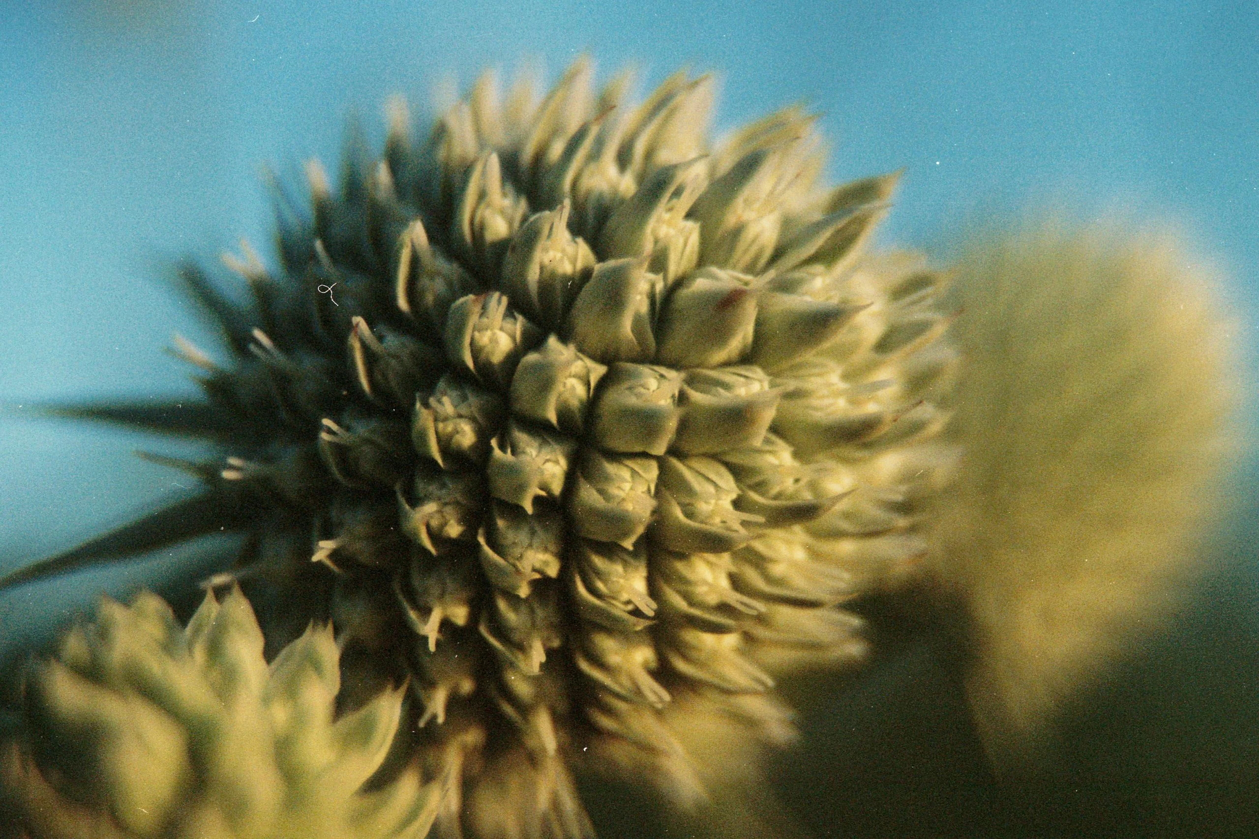 Rattlesnake Master (Eryngium yuccifolium), native wildflower, Hamilton Native Outpost