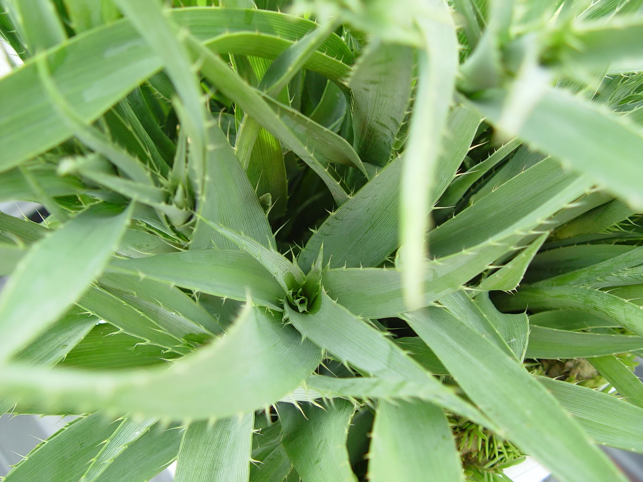 Rattlesnake Master (Eryngium yuccifolium), native wildflower, Hamilton Native Outpost