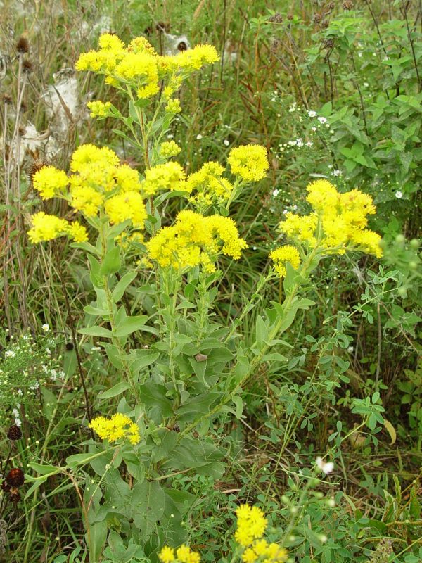 Rigid Goldenrod, (Solidago rigida), wildflower, Hamilton Native Outpost