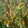 River Oats (Chasmanthium latifolium), grass, Hamilton Native Outpost