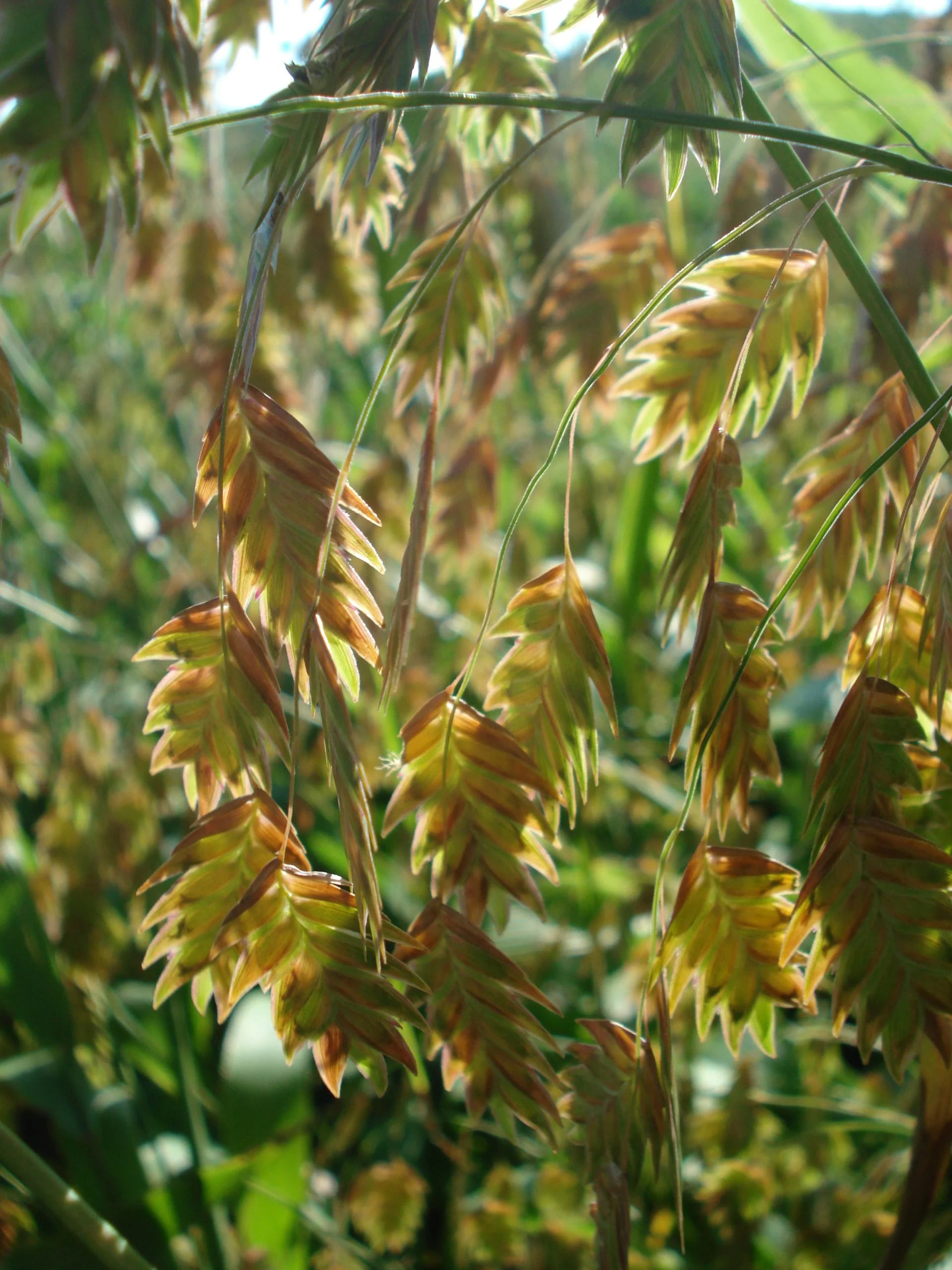 River Oats (Chasmanthium latifolium), grass, Hamilton Native Outpost