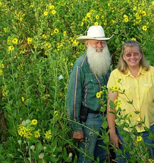 Rosin Weed (Silphium integrifolium), native wildflower, Hamilton Native Outpost