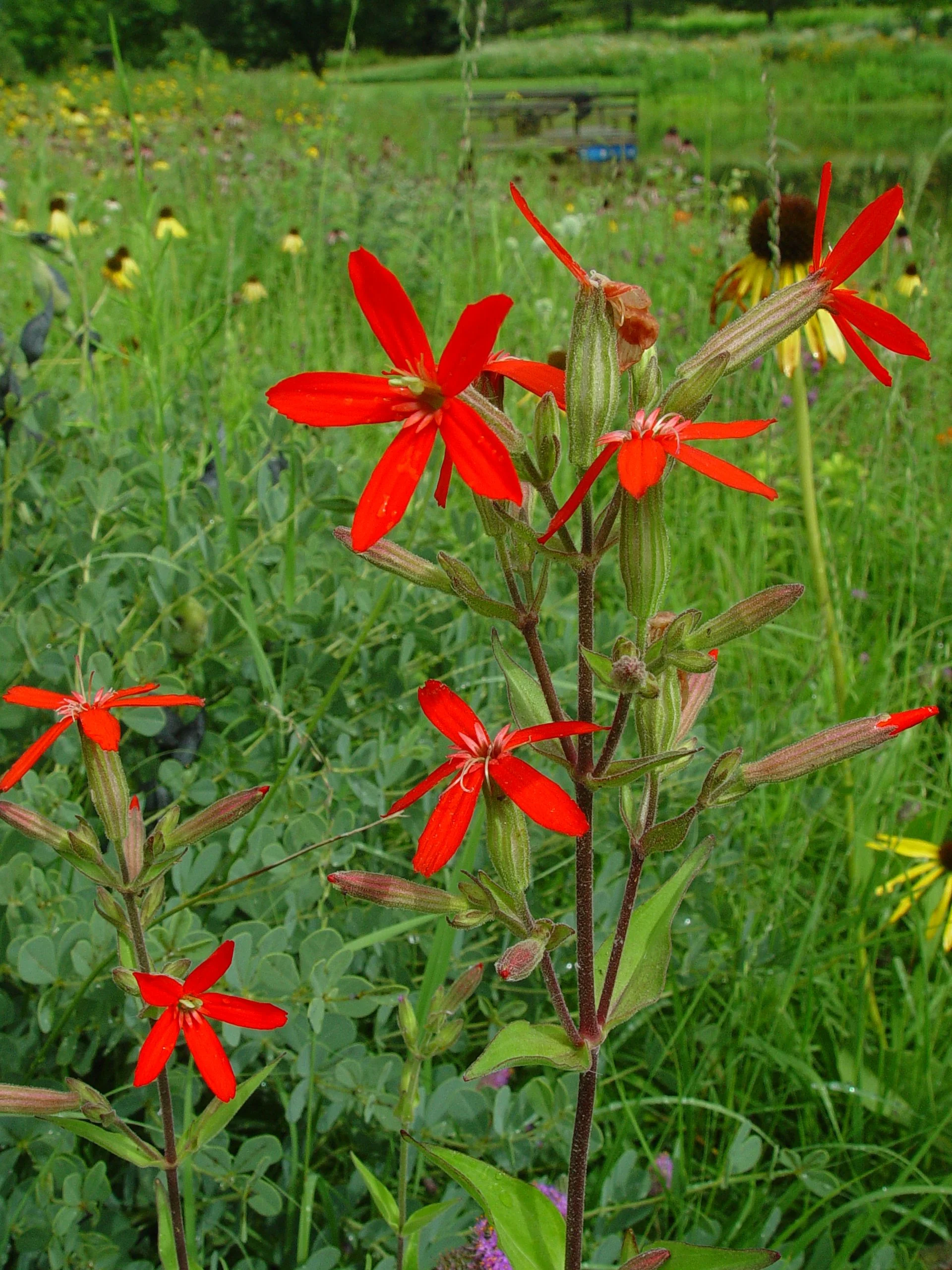 Royal Catchfly (Silene regia), wildflower, hamilton native outpost