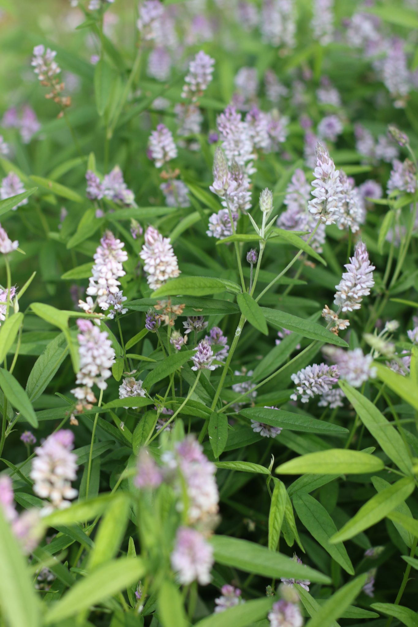 Sampson's Snakeroot | Hamilton Native Outpost