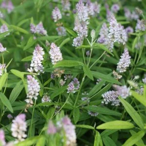 Sampson's Snakeroot (Orbexilum pendunculatum), wildflower. Hamilton native outpost
