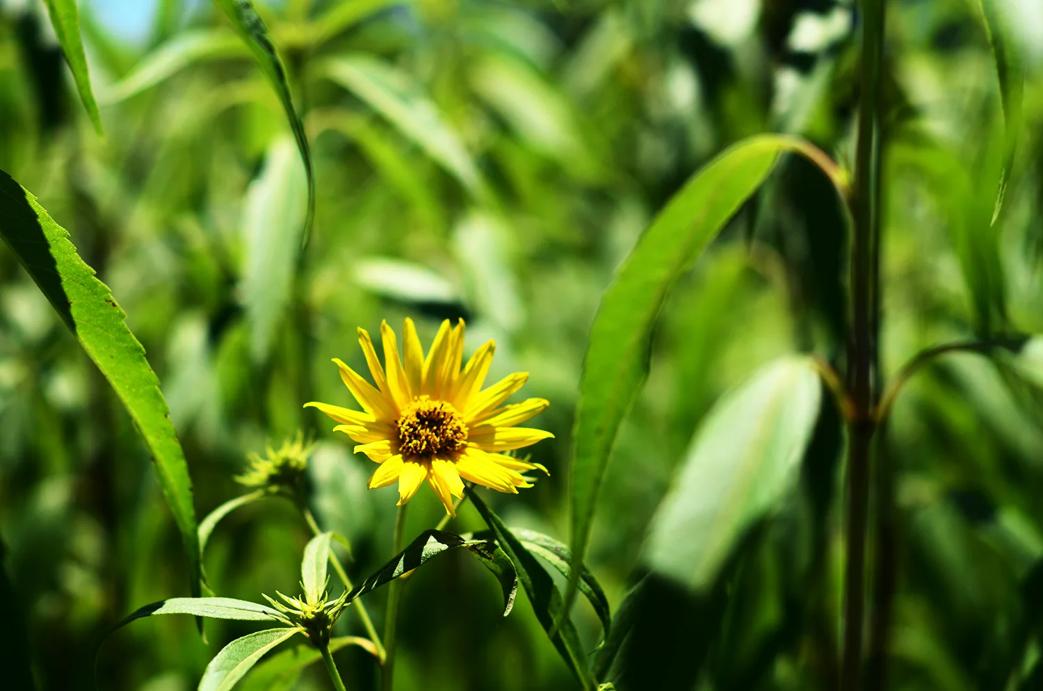 sawtooth sunflower