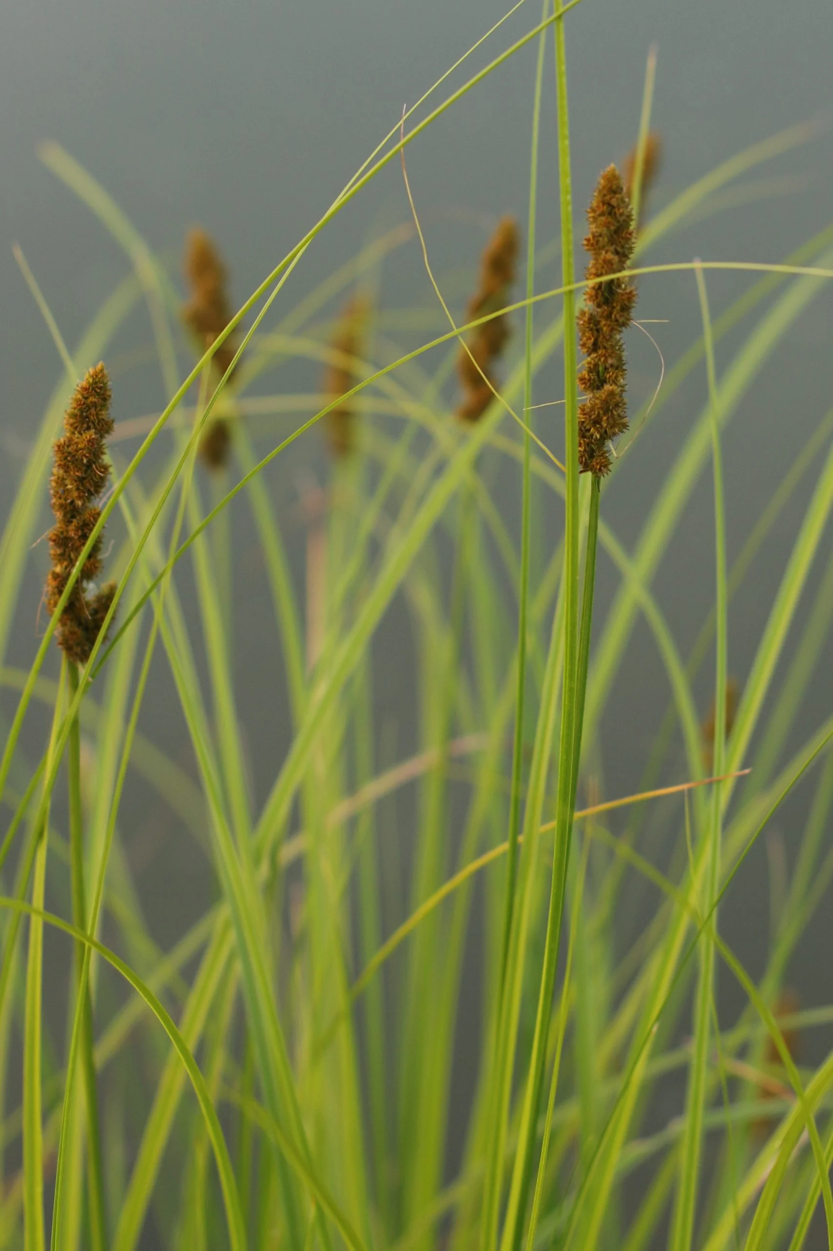 Fox Sedge (Carex vulpinoidea), grass, Hamilton Native Outpost