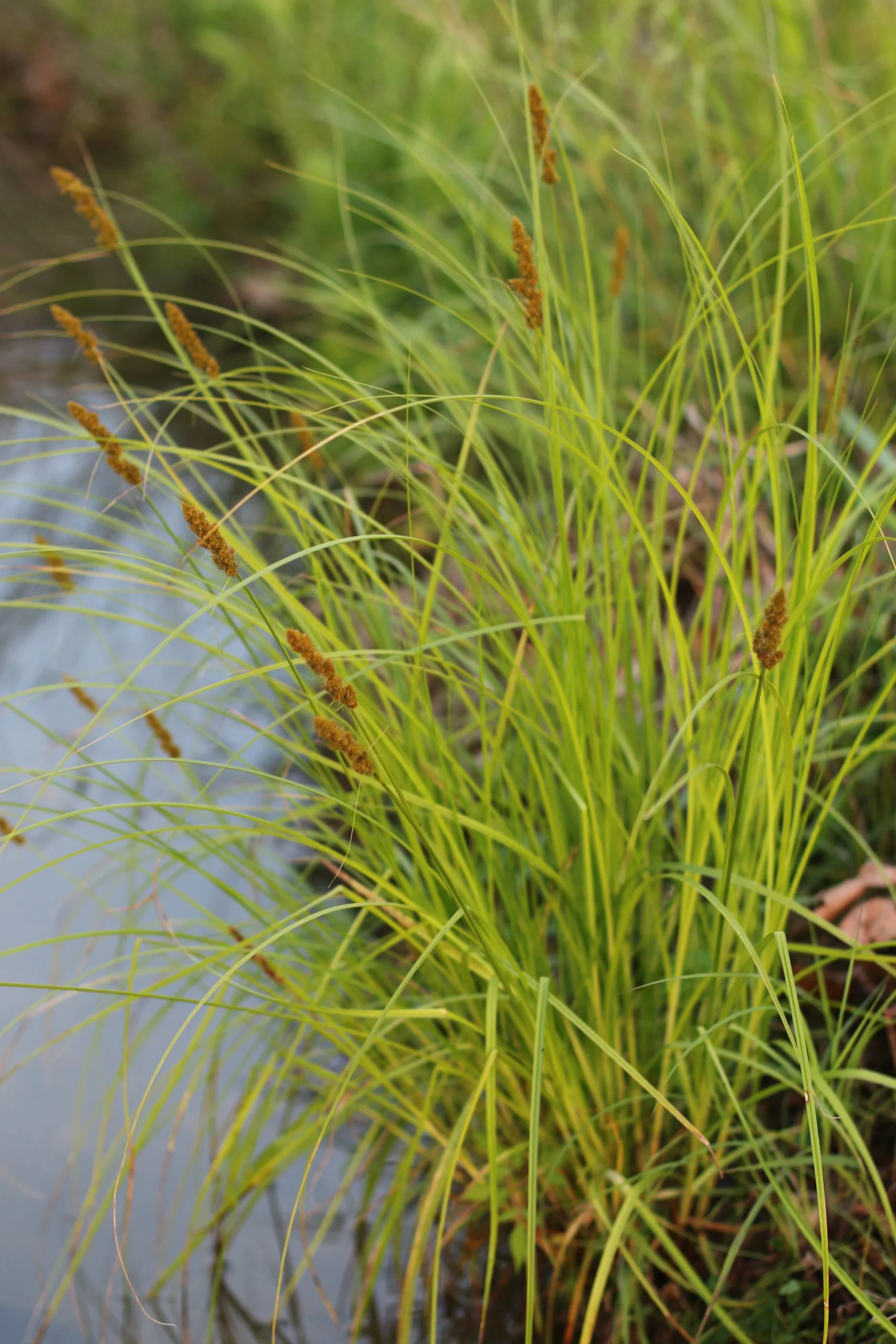 Fox Sedge (Carex vulpinoidea), grass, Hamilton Native Outpost
