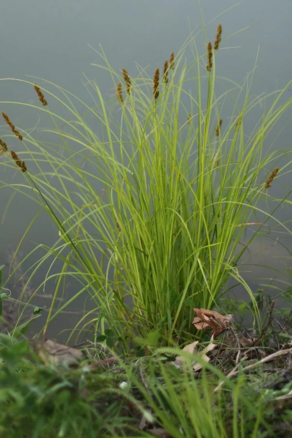 Fox Sedge (Carex vulpinoidea), grass, Hamilton Native Outpost