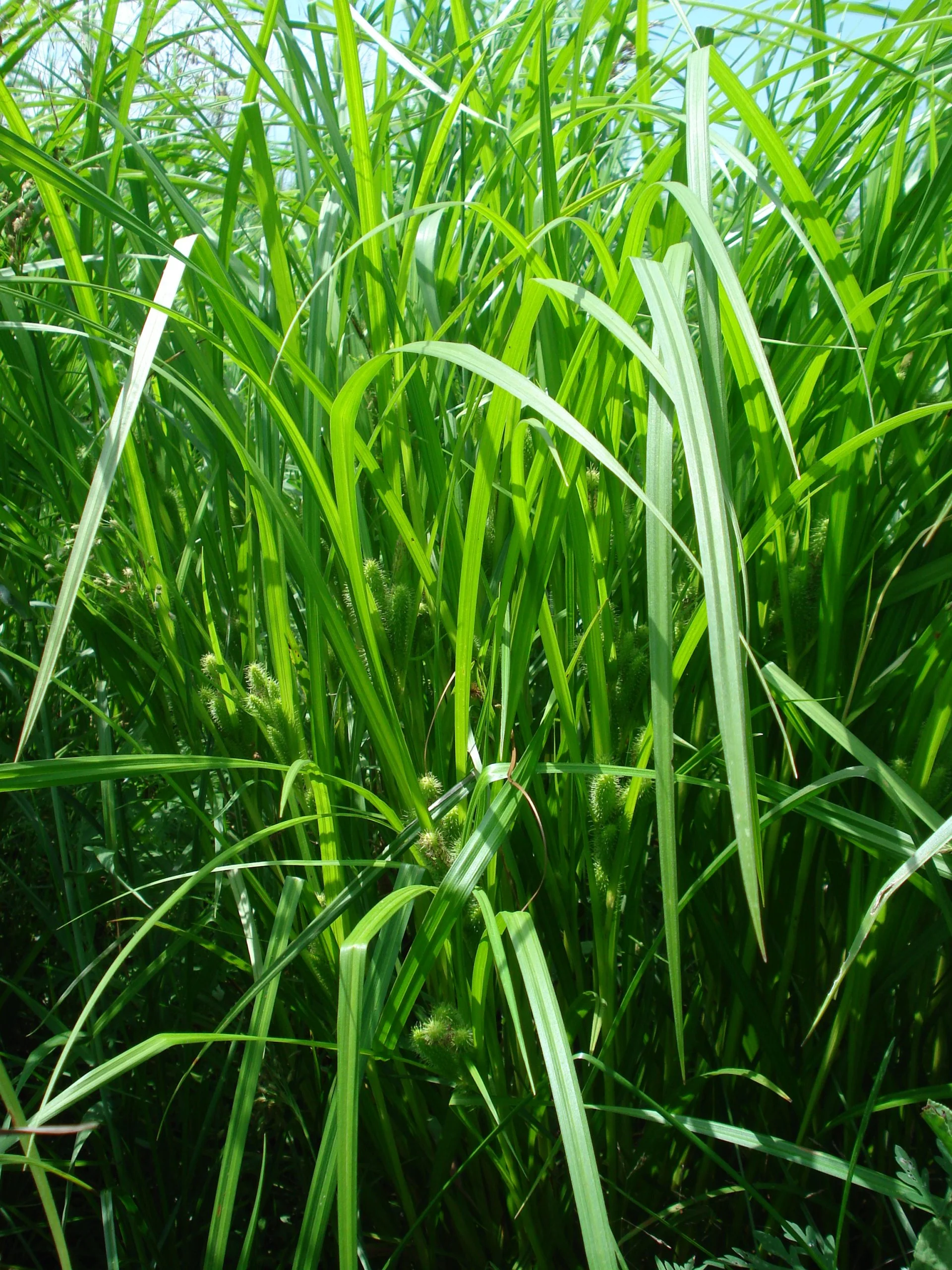 Frank's Sedge (Carex frankii), grass, Hamilton Native Outpost