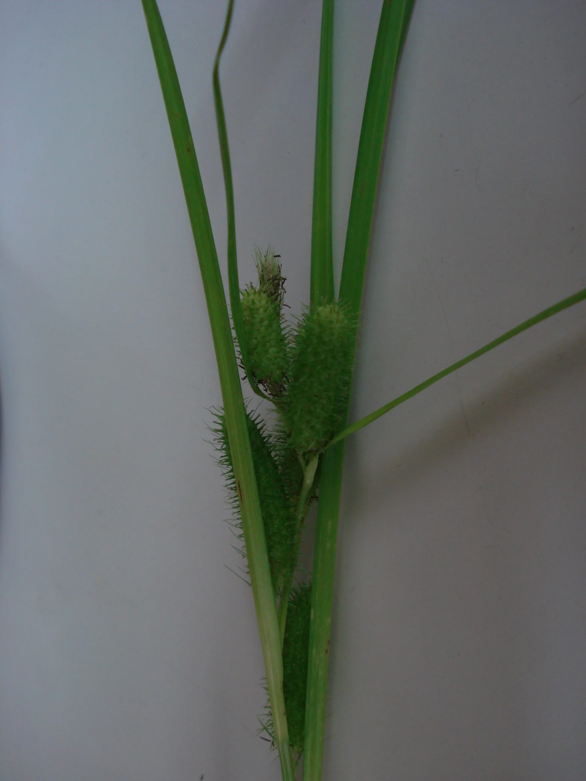 Frank's Sedge (Carex frankii), grass, Hamilton Native Outpost