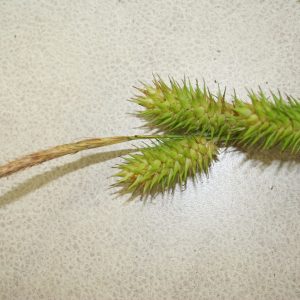 Hop Sedge (Carex lupulina), grass, Hamilton Native Outpost