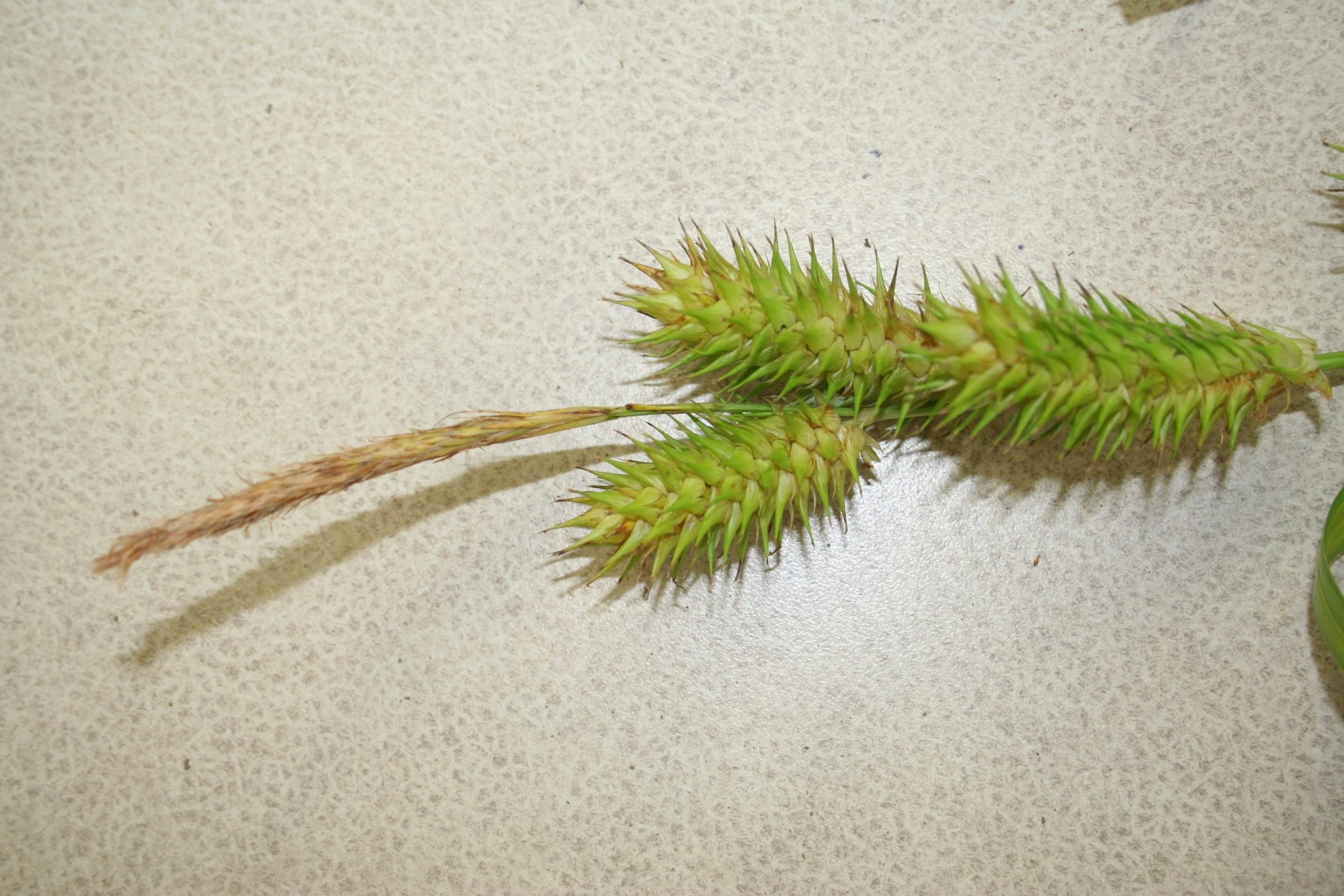 Hop Sedge (Carex lupulina), grass, Hamilton Native Outpost