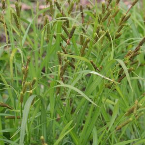 Short's Sedge (Carex shortiana), grass, Hamilton Native Outpost