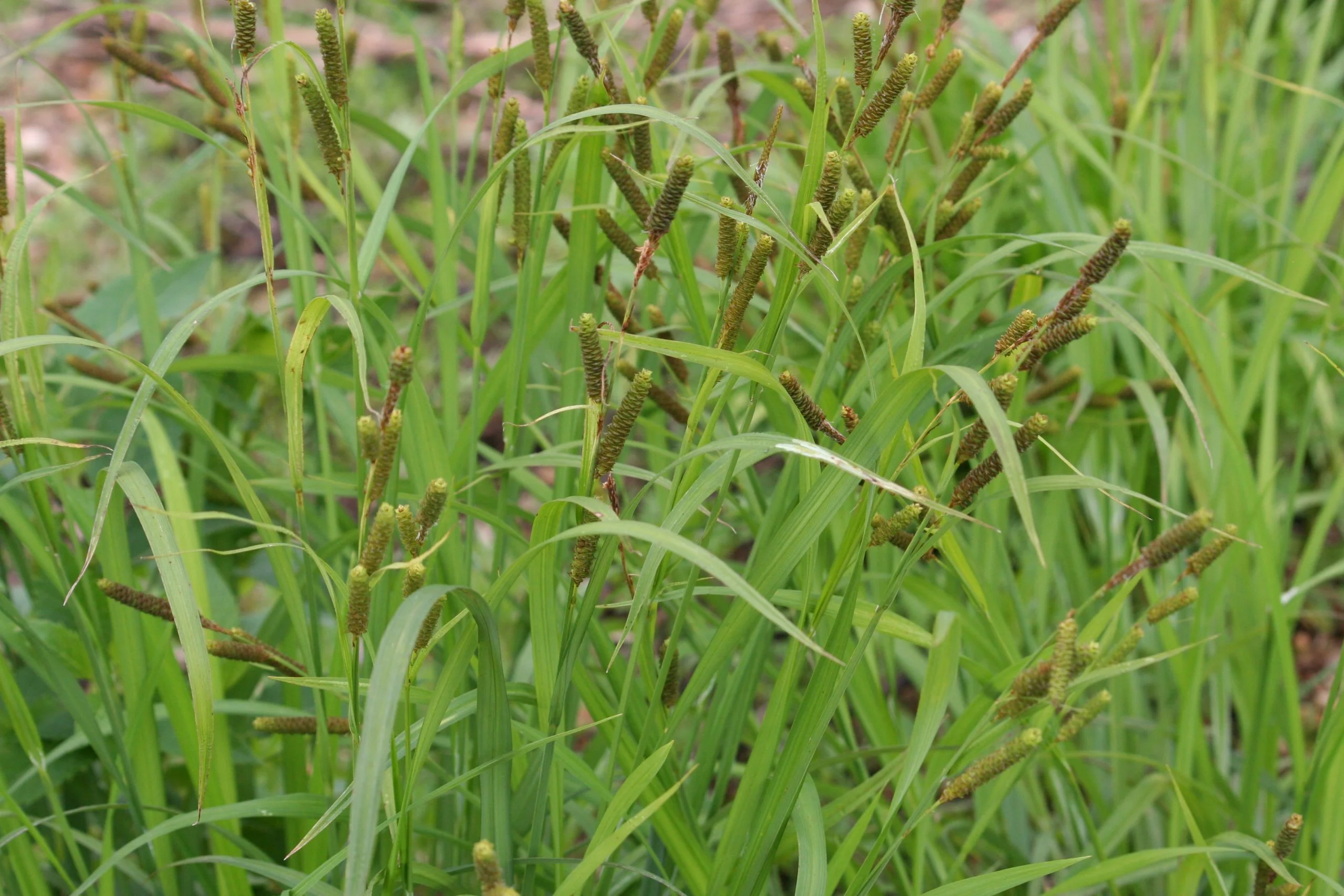 Short's Sedge (Carex shortiana), grass, Hamilton Native Outpost