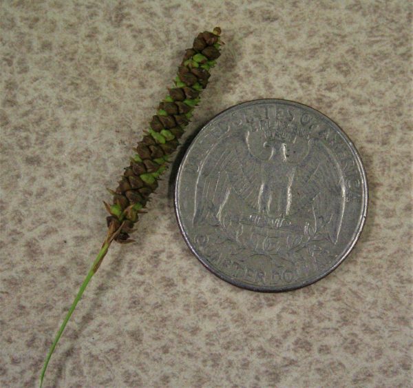 Short's Sedge (Carex shortiana), grass, Hamilton Native Outpost