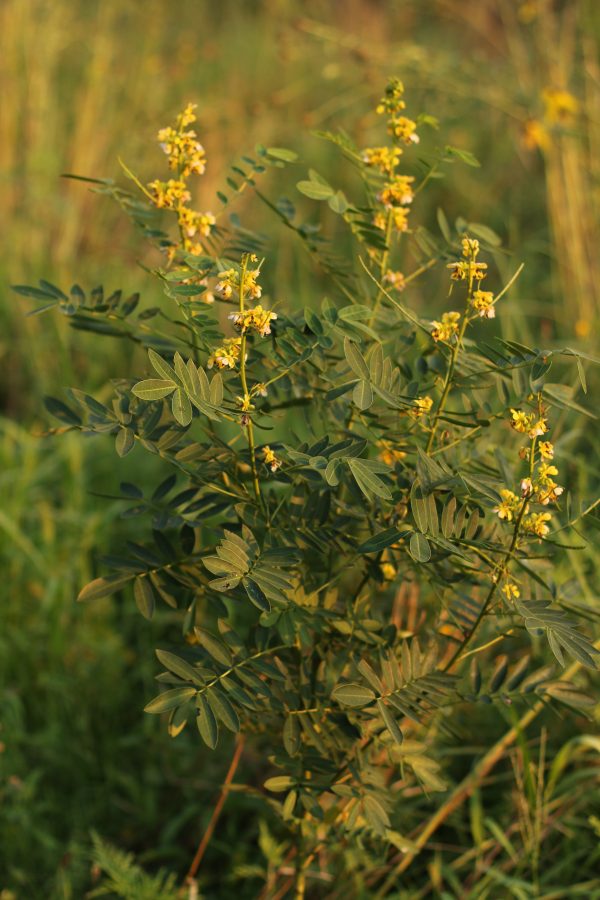 Senna, Wild (Senna marilandica) , native wildflower, Hamilton Native Outpost