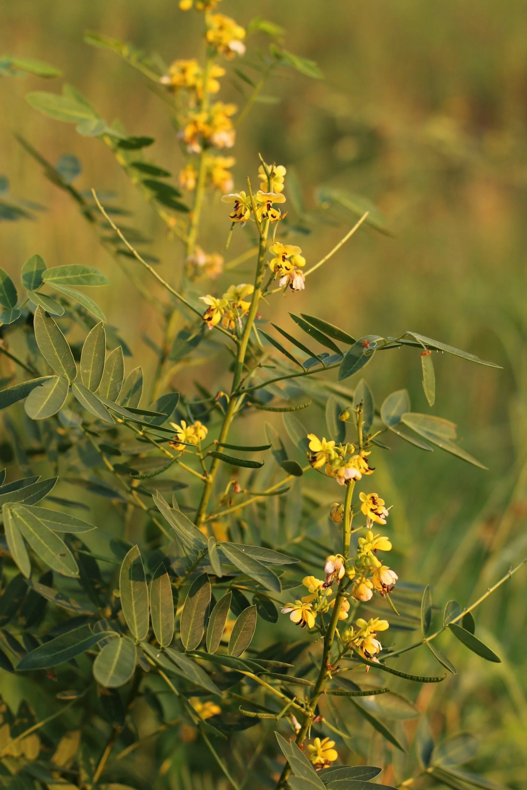 Senna, Wild (Senna marilandica) , native wildflower, Hamilton Native Outpost