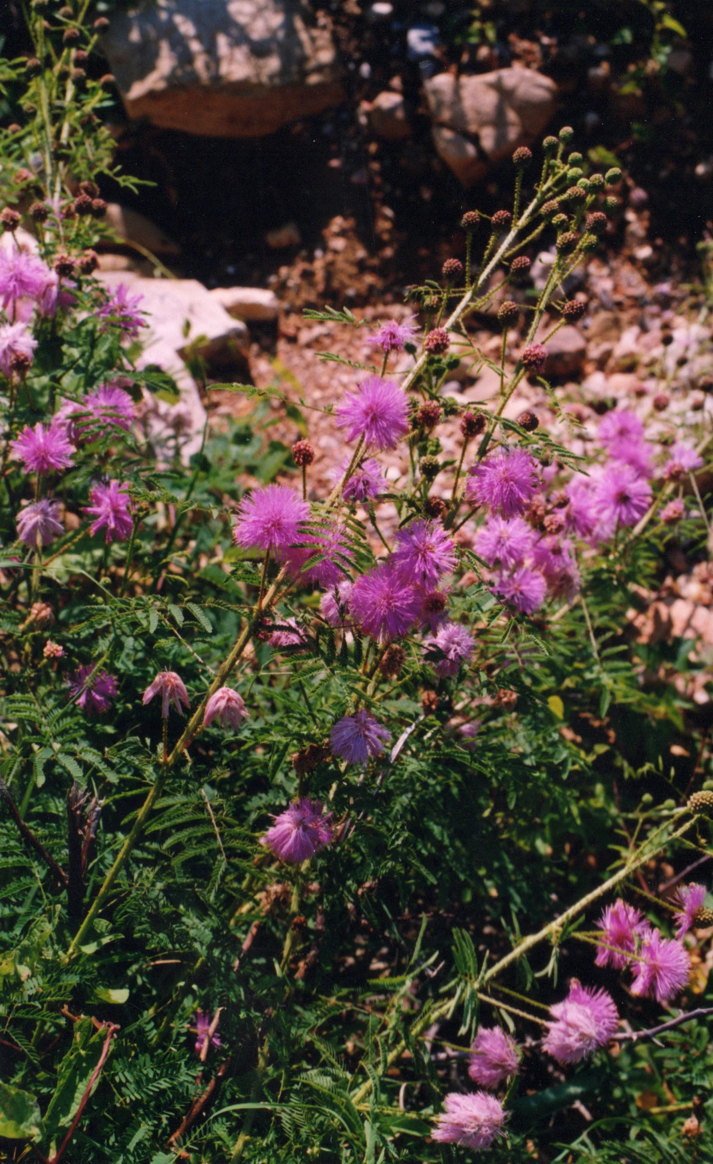 Sensitive Brier (Mimosa quadrivalvis), wildflower, hamilton native outpost