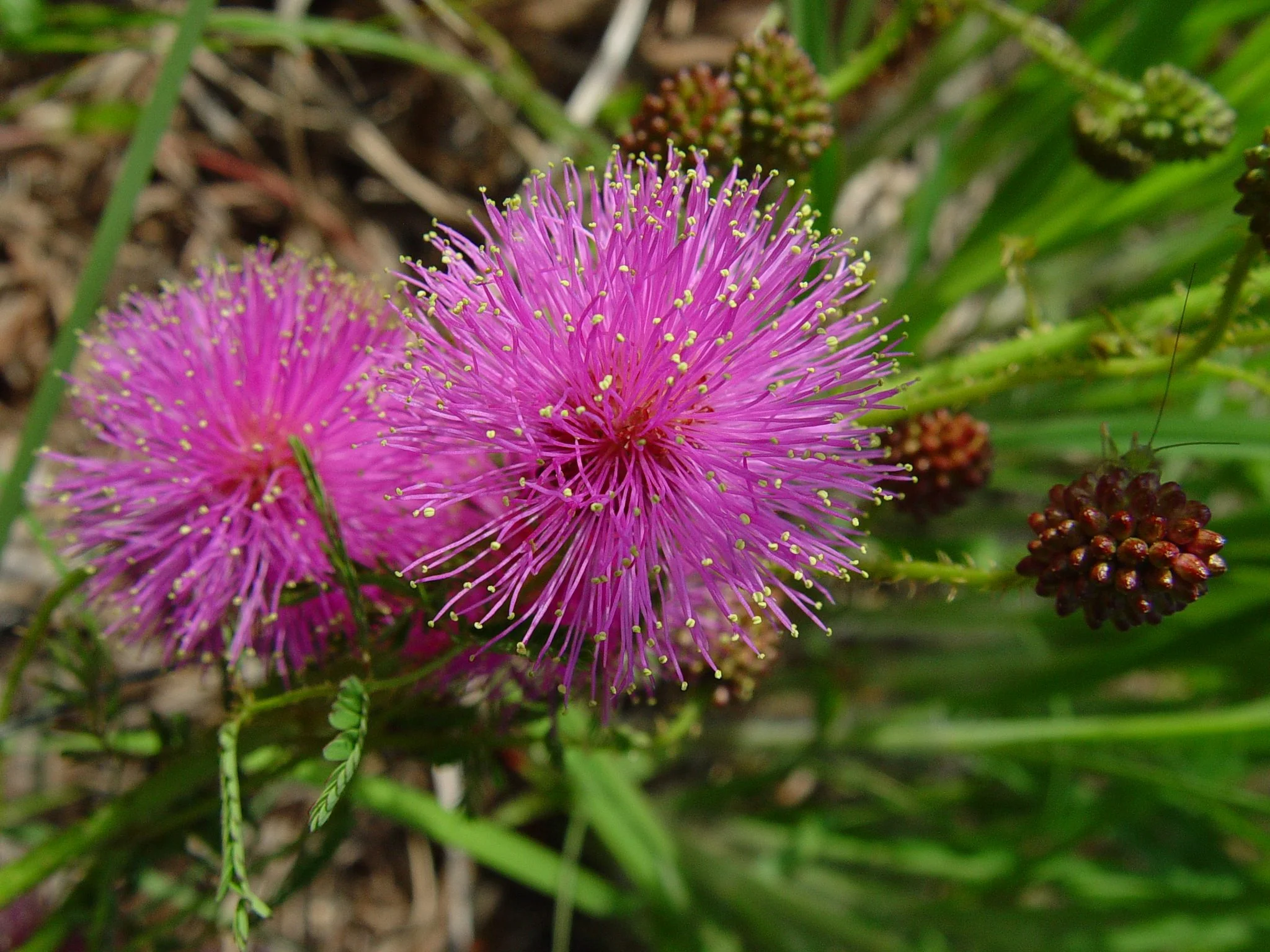 Sensitive Brier (Mimosa quadrivalvis), wildflower, hamilton native outpost