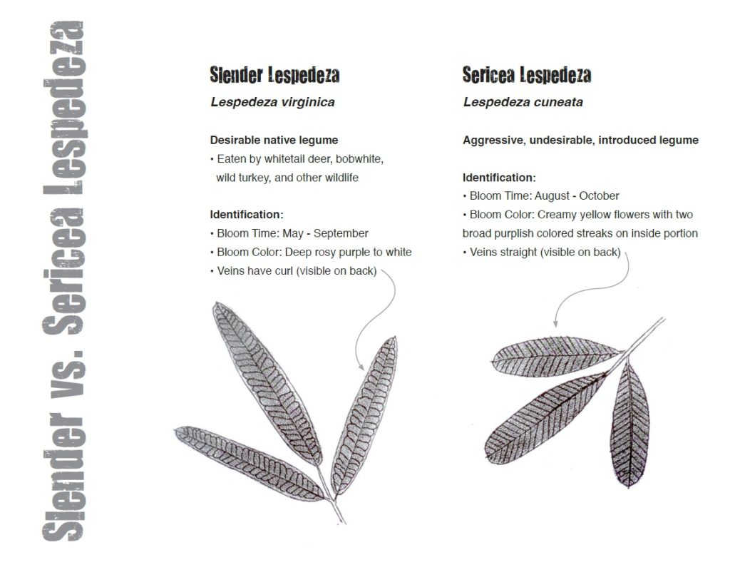 Guide for distinguishing Sericea and Slender Lespedezas, Hamilton Native Outpost