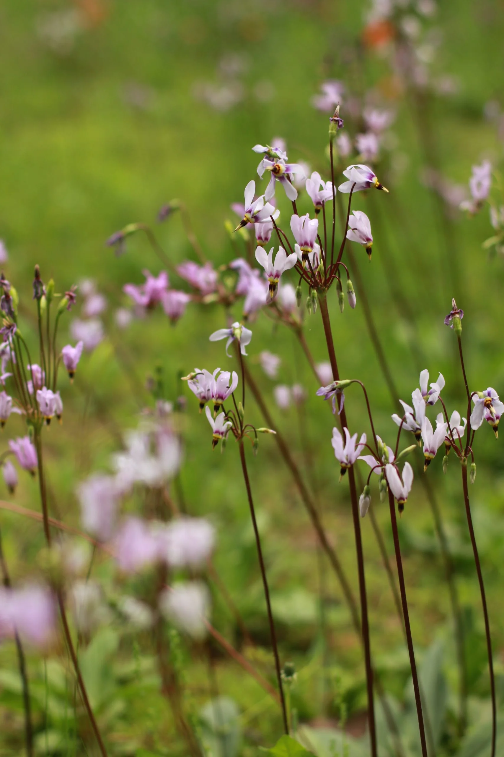 Shooting Star (Dodecatheon meadia), wildflower, hamilton native outpost