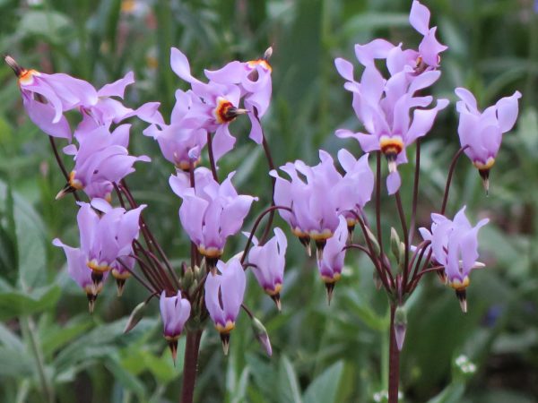 Shooting Star (Dodecatheon meadia), wildflower, hamilton native outpost
