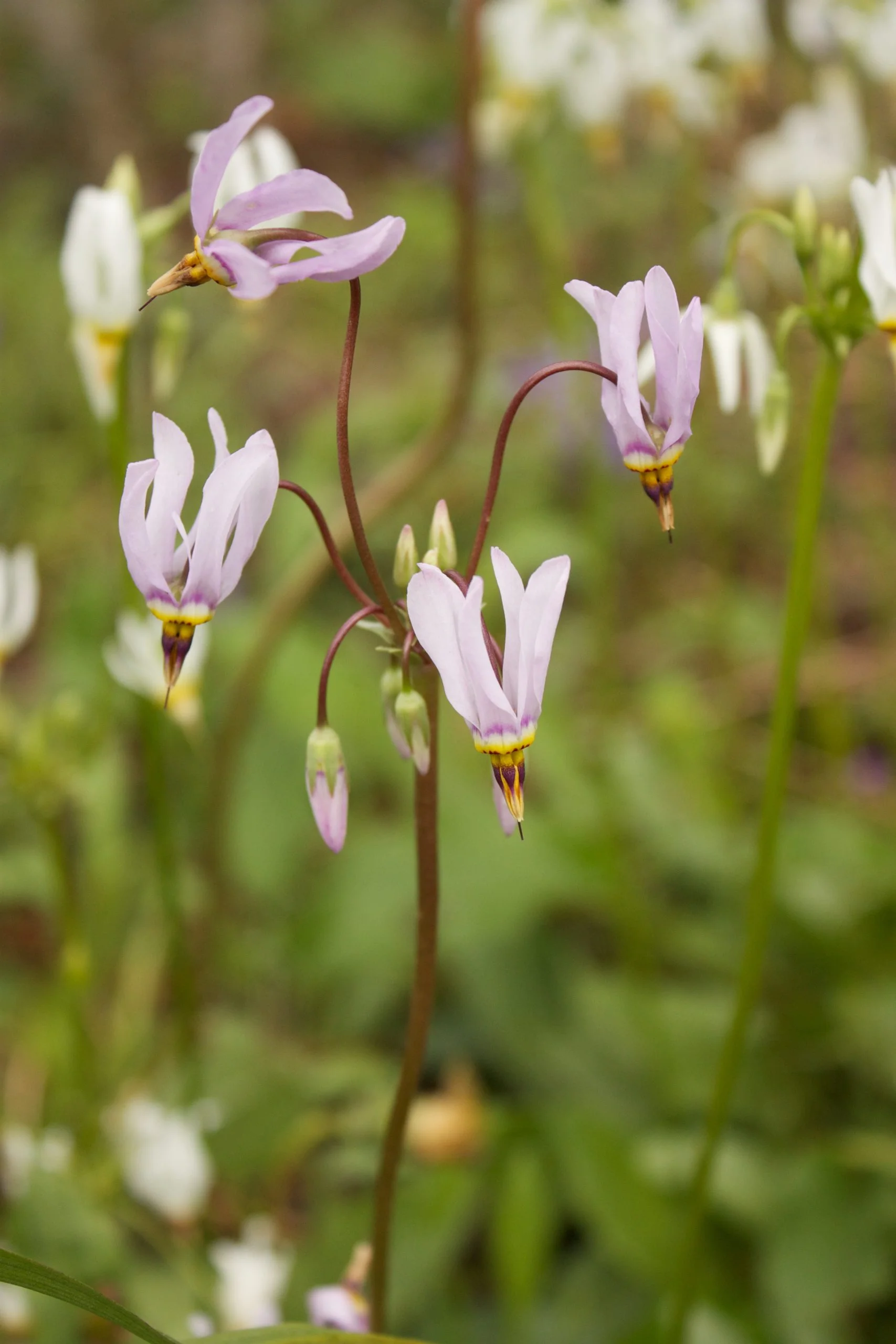 Shooting Star (Dodecatheon meadia), wildflower, hamilton native outpost