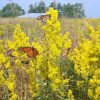 Showy Goldenrod (Solidago speciosa), wildflowers, Hamilton Native Outpost
