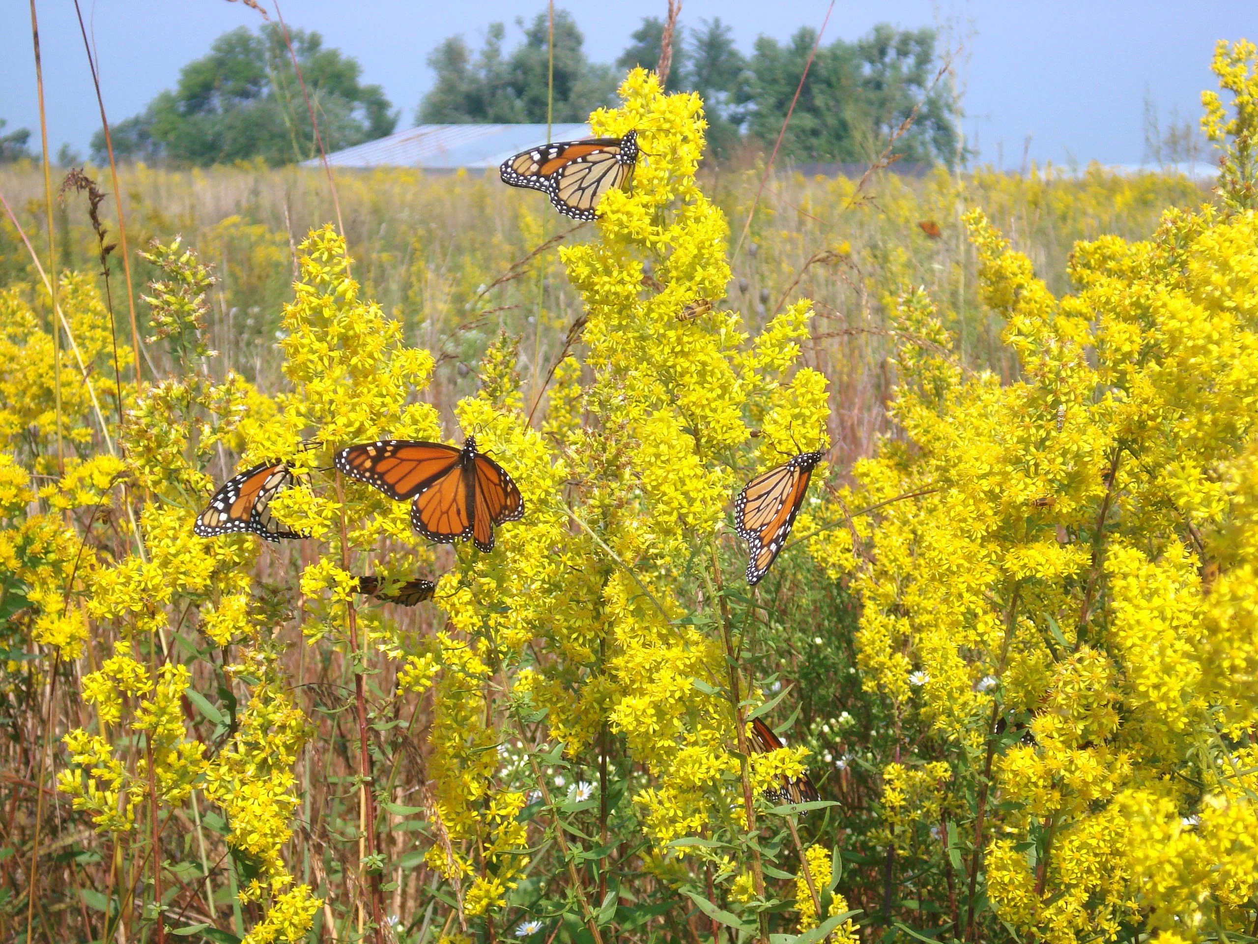 Showy Goldenrod (Solidago speciosa), wildflowers, Hamilton Native Outpost