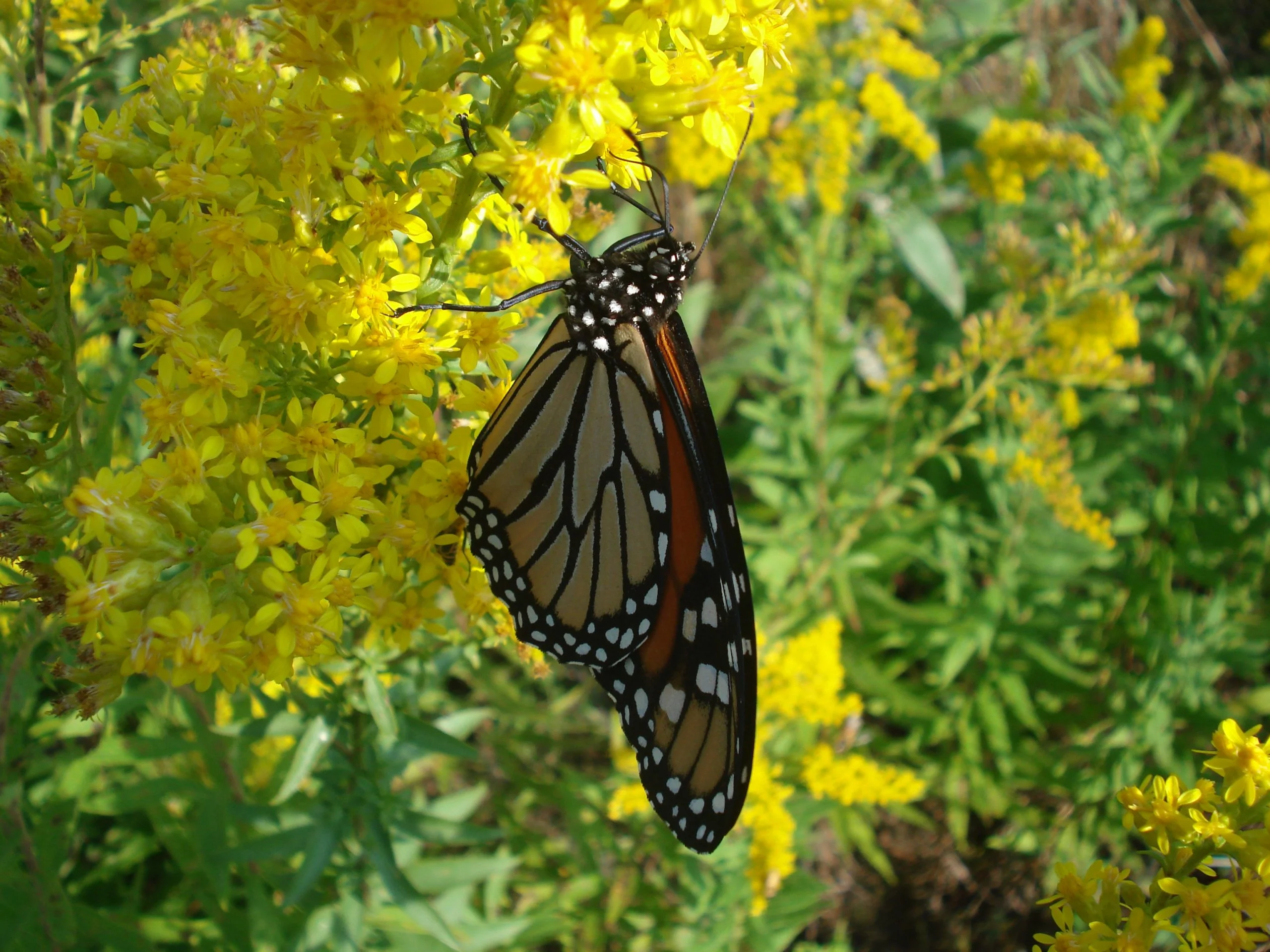 Showy Goldenrod (Solidago speciosa), wildflowers, Hamilton Native Outpost