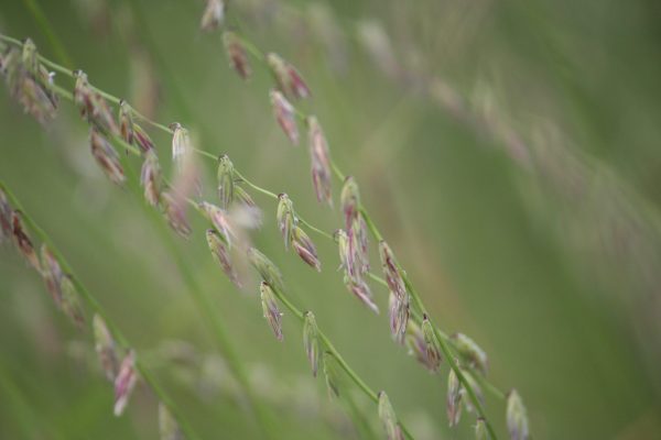 Sideoats Grama (Bouteloua curtipendula), grass, Hamilton Native Outpost