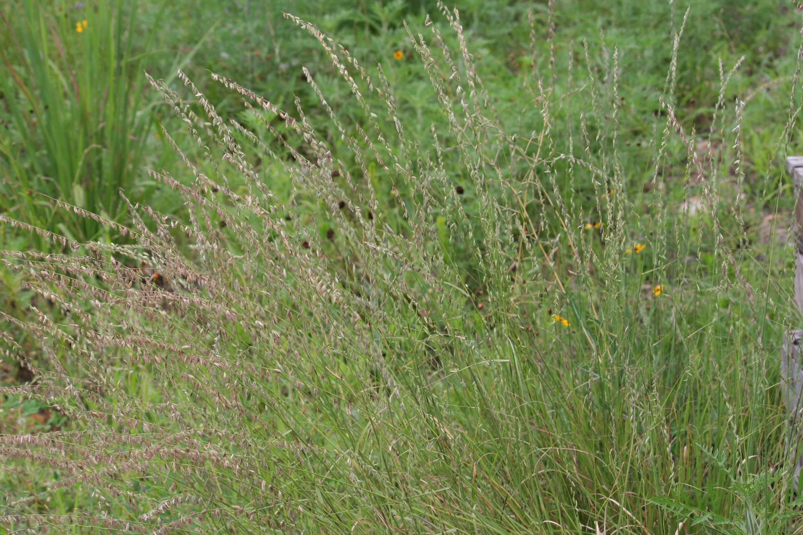 Sideoats Grama (Bouteloua curtipendula), grass, Hamilton Native Outpost