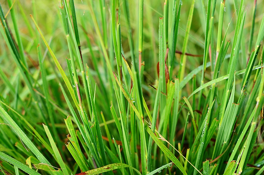 Sideoats Grama - Image 3