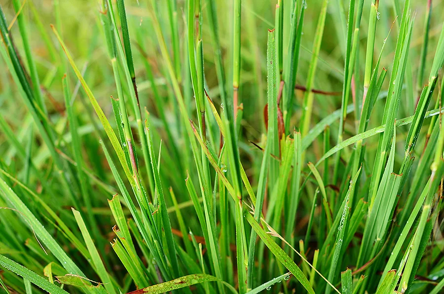 Sideoats Grama - Image 3