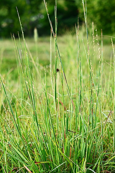 Sideoats Grama - Image 4