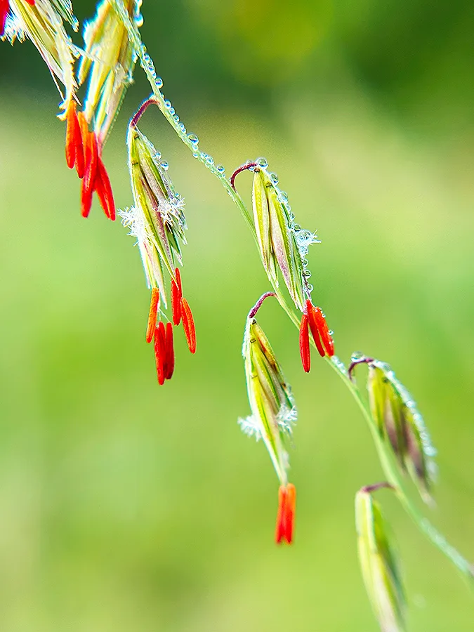 Sideoats Grama - Image 5