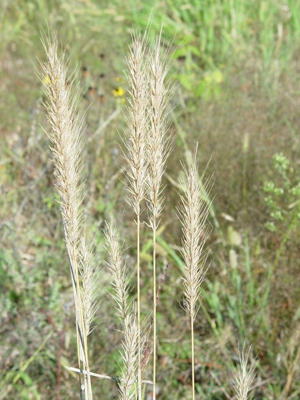Southeast Wildrye (E. virginicus var glabriflorus), grass, Hamilton Native Outpost