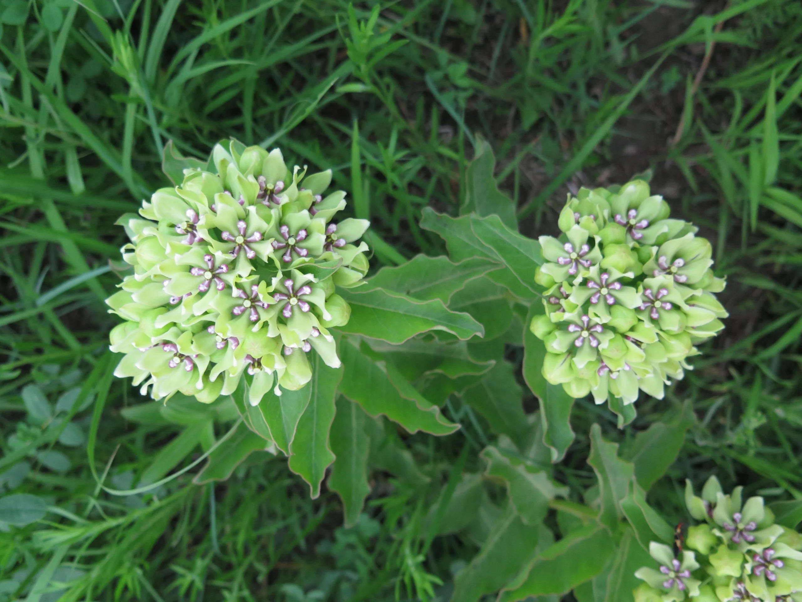 Spider Milkweed (Asclepias viridis), wildflower, hamilton native outpost