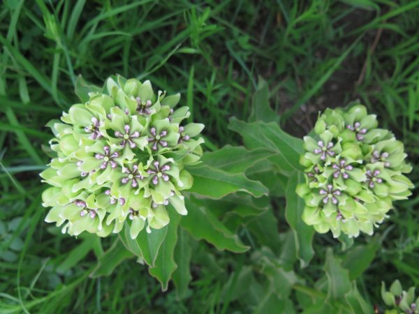Milkweed, Spider (Asclepias viridis), native wildflower, Hamilton Native Outpost