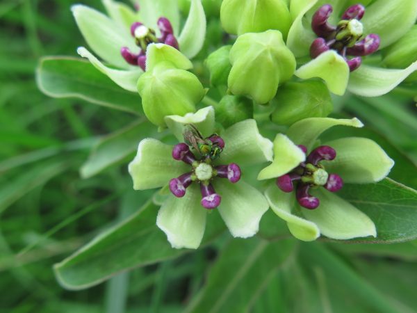 Milkweed, Spider (Asclepias viridis), native wildflower, Hamilton Native Outpost