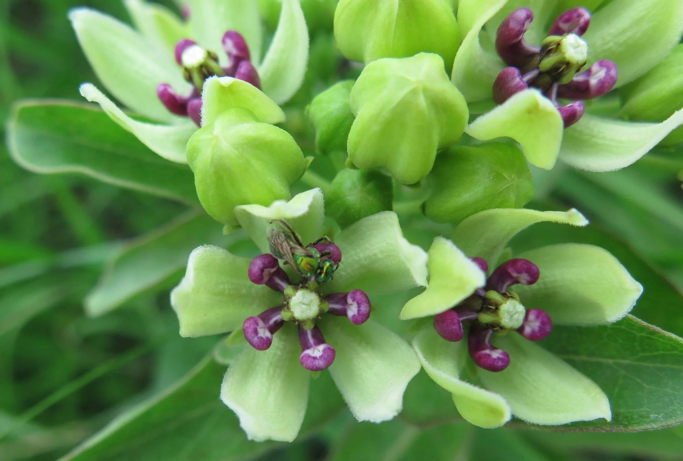 Milkweed, Spider (Asclepias viridis), native wildflower, Hamilton Native Outpost