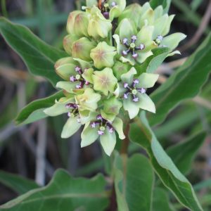 Spider Milkweed (Asclepias viridis), wildflower, hamilton native outpost