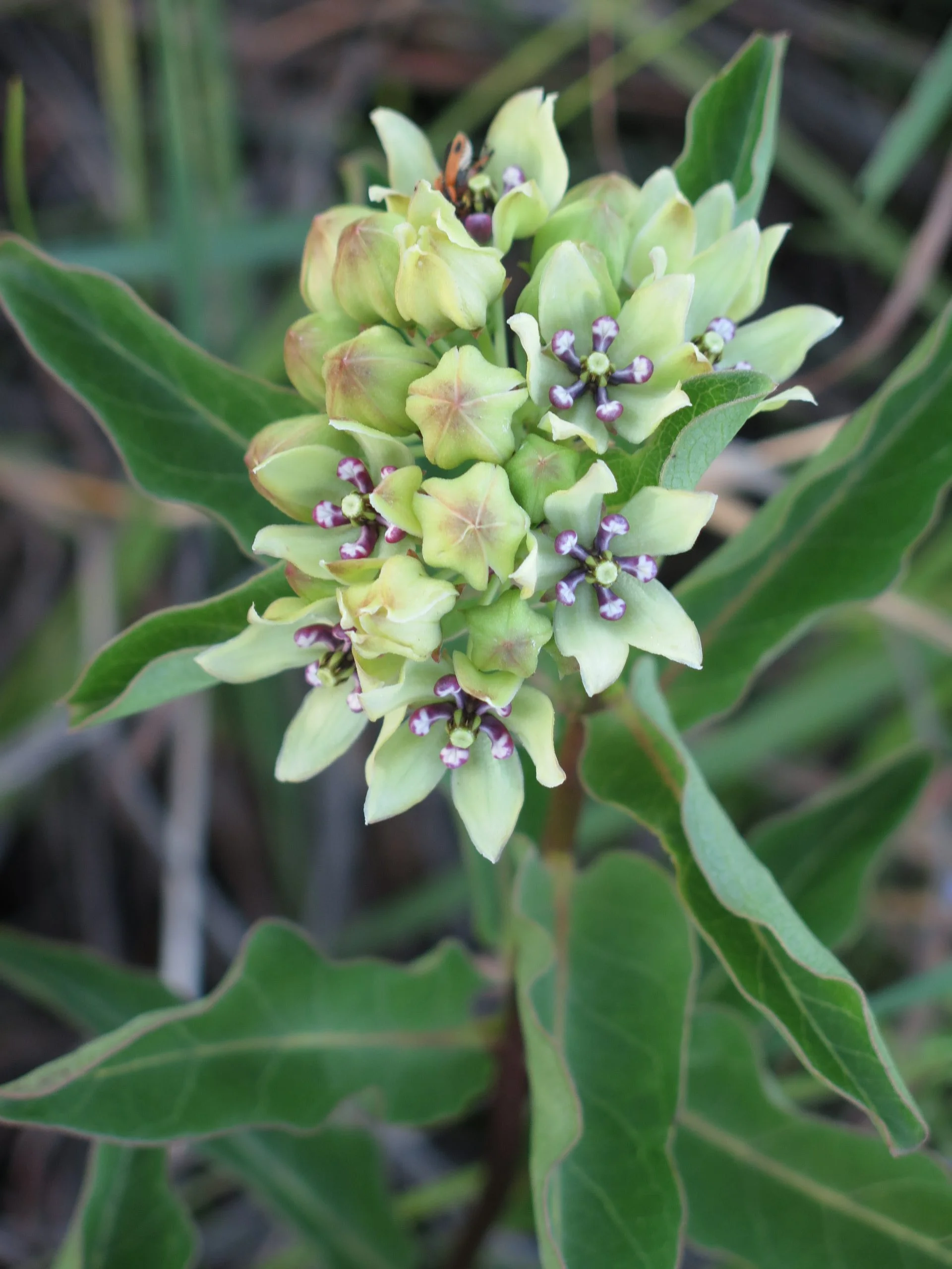 Spider Milkweed (Asclepias viridis), wildflower, hamilton native outpost